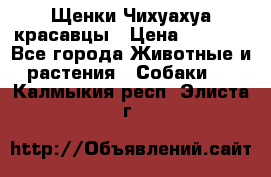 Щенки Чихуахуа красавцы › Цена ­ 9 000 - Все города Животные и растения » Собаки   . Калмыкия респ.,Элиста г.